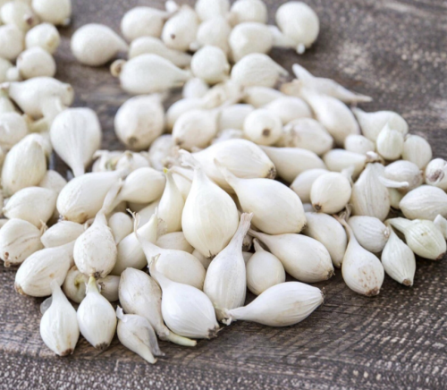 Snowball White Onion Seeds | Allium cepa | Mild White Bulb Onion