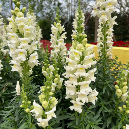 Madame Butterfly White Snapdragon Seeds | Antirrhinum majus | Double White Cut Flower Snapdragon, 24 in