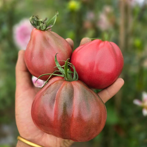 1026 Purple Ives Pear Tomato Seeds | Solanum lycopersicum | Indeterminate Dusky Purple Pear Tomato, 2.8-5.3 oz