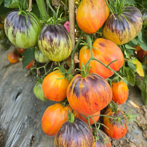 1027 Fiery Veil Tomato Seeds | Solanum lycopersicum | F7 New Antho Bi-Color Pear Tomato, 3.5-10 oz