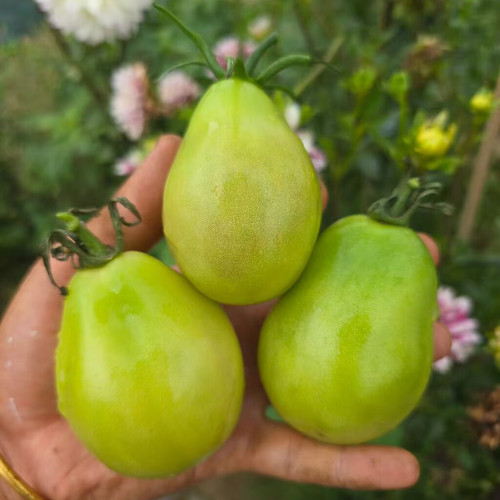 1030 Emerald Plum Tomato Seeds | Solanum lycopersicum | Indeterminate Green Pear-Plum Tomato, 3-5 oz