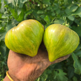 1023 Aliris Golden Heart Tomato Seeds | Solanum lycopersicum | Emerald Green Pointed Heart Tomato, 7-14 oz