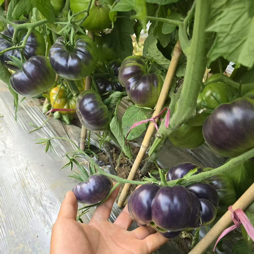 1025 Cosmic Trail F5 Tomato Seeds | Solanum lycopersicum | Indeterminate Anthocyanin Beefsteak Tomato, 7-14 oz