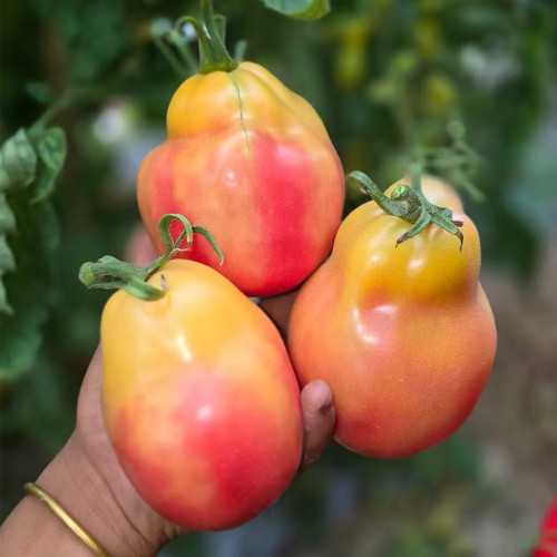 1028 Big Marshmallow Tomato Seeds | Solanum lycopersicum | Tall Mid-Season Raspberry Cream Tomato, Dense and Meaty