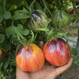1027 Fiery Veil Tomato Seeds | Solanum lycopersicum | F7 New Antho Bi-Color Pear Tomato, 3.5-10 oz