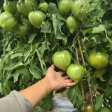 1024 Magic Rainbow Tomato Seeds | Solanum lycopersicum | Mid-Season Striped Tricolor Heart Tomato, 7-14 oz