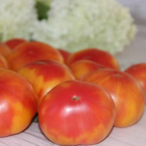 1037 Honey Avenue Tomato Seeds | Solanum lycopersicum | Mid-Early Yellow-Pink Beefsteak Tomato, 7-14 oz