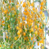 1021 Wild Tiny Yellow Pear Tomato Seeds | Solanum lycopersicum | Tiny Yellow Pear-Shaped Tomato, 0.2 oz