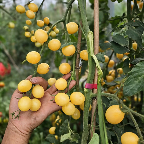 1018 Iva's Sweet White Tomato Seeds | Solanum lycopersicum | Indeterminate Ivory Cream Cherry Tomato, 0.35-0.88 oz