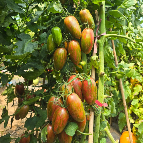 951 Javelin Tomato Seeds | Solanum lycopersicum | Indeterminate Red-Green Striped Large Cherry Tomato, 0.7-1.4 oz