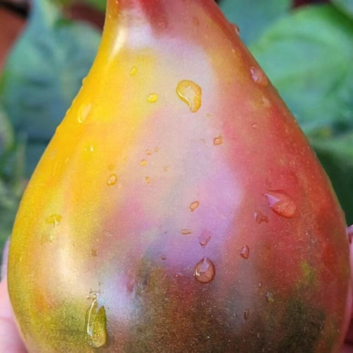 1019 Charming Heart F6 Tomato Seeds | Solanum lycopersicum | Tricolor Anthocyanin Heart Tomato, 7-10.6+ oz