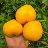 950 Golden Lotus Tomato Seeds | Solanum lycopersicum | Indeterminate Yellow Heart Tomato, 8.8-12.3 oz