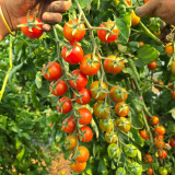 940 Amber Cherry Tomato Seeds | Solanum lycopersicum | Indeterminate Red Cherry Tomato, 0.35-0.53 oz