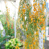 1021 Wild Tiny Yellow Pear Tomato Seeds | Solanum lycopersicum | Tiny Yellow Pear-Shaped Tomato, 0.2 oz