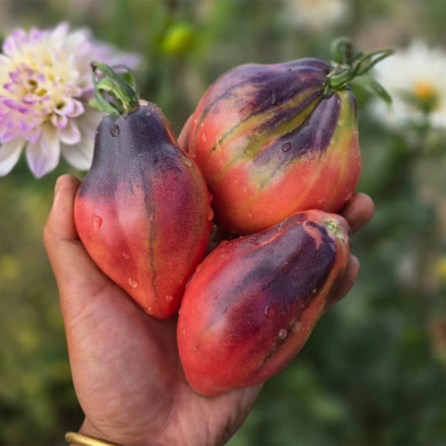 1011 Star Flame Tomato Seeds | Solanum lycopersicum | Indeterminate Striped Plum-Pear Tomato, 3.5-8.8 oz