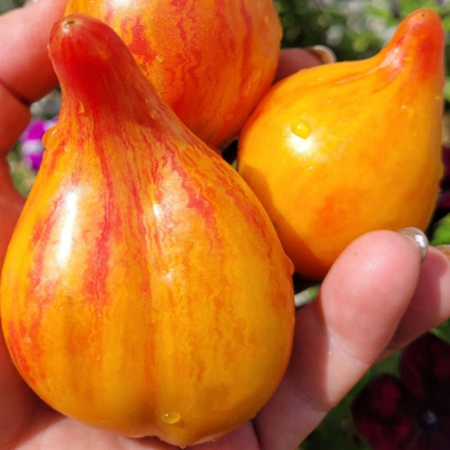 1017 Temptation F7 Tomato Seeds | Solanum lycopersicum | Striped Bicolor Heart Tomato, 3.5-10.6 oz