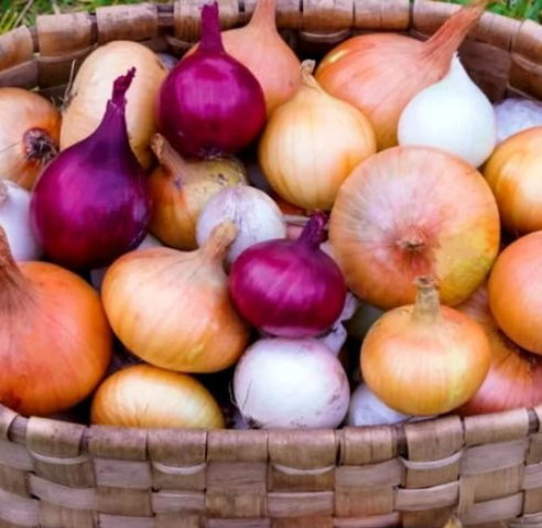 Mixed Onion Bulb Sets | Allium cepa | Yellow Red White Mix, Organic Starter Bulbs