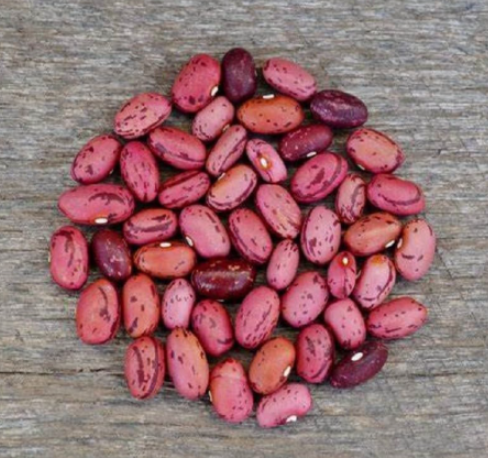 Dwarf Bush Cranberry Bean Seeds | Phaseolus vulgaris | Dwarf Bush Type, Pink‑Red Speckled Beans