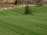 Midnight Kentucky Bluegrass Seeds | Poa pratensis | Dark‑Green Premium Cool‑Season Turf Grass