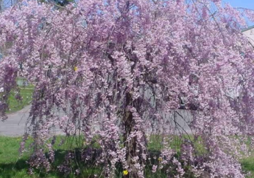 Purple Weeping Cherry Tree Seeds | Prunus subhirtella 'Pendula' | Weeping Branches, Purple‑Pink Spring Blooms