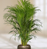 Areca Butterfly Palm | Dypsis lutescens | Air‑Purifying Indoor Palm, Feathery Green Fronds