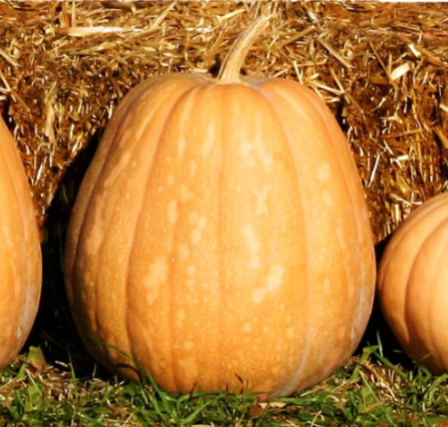 Dickinson Pumpkin (Kentucky Field) Seeds | Cucurbita moschata | Classic Pie Pumpkin