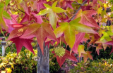 Sweet Gum Tree Seeds | Liquidambar styraciflua | Vibrant Multi‑Color Fall Foliage
