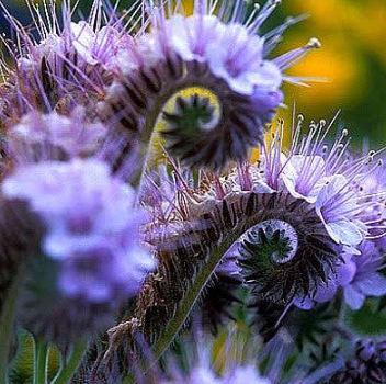 Lacy Phacelia Wildflower Seeds | Phacelia tanacetifolia | Lavender‑Blue Bee‑Friend Flower, Pollinator Annual Wildflower