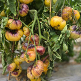 941 Julius GWB Tomato Seeds | Solanum lycopersicum | Sweet White-Yellow Anthocyanin Beefsteak Tomato, Up to 17.6 oz+