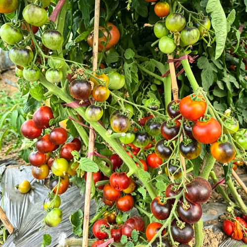 1015 Fahrenheit Blue Tomato Seeds | Solanum lycopersicum | Indeterminate Anthocyanin Red Cherry Tomato, 0.35-0.88 oz