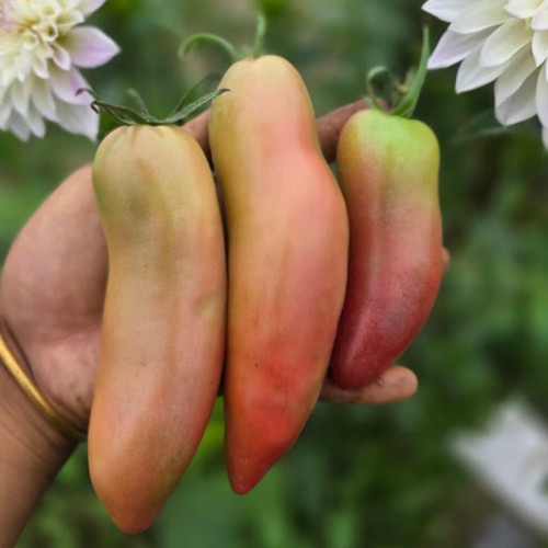 939 Chocolate Pepper Sauce Tomato Seeds | Solanum lycopersicum | Indeterminate Bulgarian Chocolate Pepper-Shaped Tomato