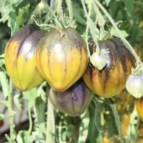 947 Rebel Green Gold Gem Tomato Seeds | Solanum lycopersicum | Indeterminate Green-Gold Anthocyanin Salad Tomato