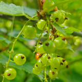 Red Currant Seeds | Ribes rubrum | Hardy Redcurrant Berry Shrub for Jams, Jelly, Juice, and Edible Gardens