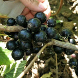 Black Currant Seeds | Ribes nigrum | Hardy Blackcurrant Berry Shrub for Jams, Juice, Tea, and Home Gardens
