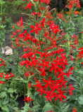 Royal Catchfly Seeds | Silene regia | Bright Scarlet‑Red Star‑Shaped Blooms