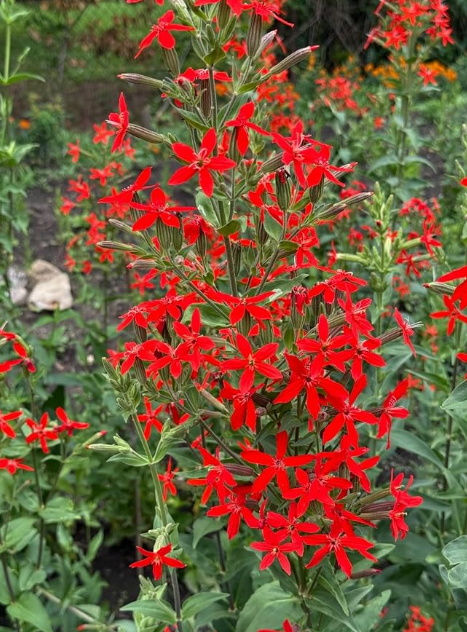 Royal Catchfly Seeds | Silene regia | Bright Scarlet‑Red Star‑Shaped Blooms