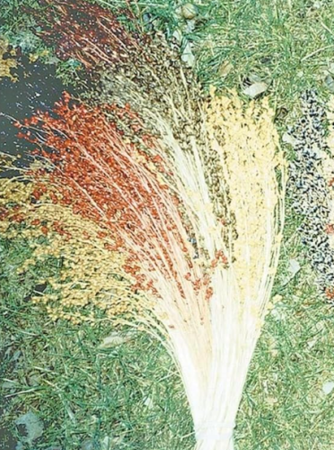 Multicolor Broom Corn Seeds, Heirloom Non‑GMO Ornamental Sorghum bicolor, Decorative Dried Flower & Craft Broom Making Grain