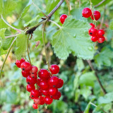 Red Currant Seeds | Ribes rubrum | Hardy Redcurrant Berry Shrub for Jams, Jelly, Juice, and Edible Gardens