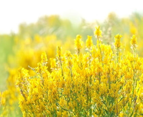 Yellow Sweet Clover Seeds | Melilotus Officinalis | Non‑GMO Perennial Flower