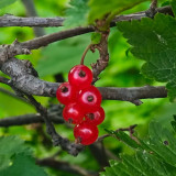 Red Currant Seeds | Ribes rubrum | Hardy Redcurrant Berry Shrub for Jams, Jelly, Juice, and Edible Gardens