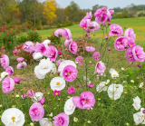 Cupcakes and Saucers Mix Cosmos | Open‑Pollinated Annual, Ruffled Double & Semi‑Double