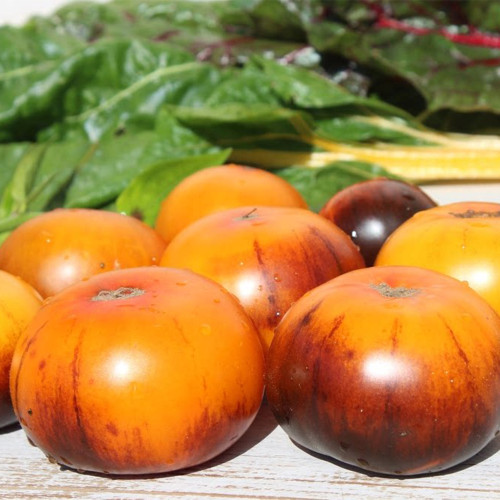 889 Natalie's Sun Blue Tomato Seeds | Solanum lycopersicum | Yellow Anthocyanin Salad Tomato, 3.5-4.9 oz