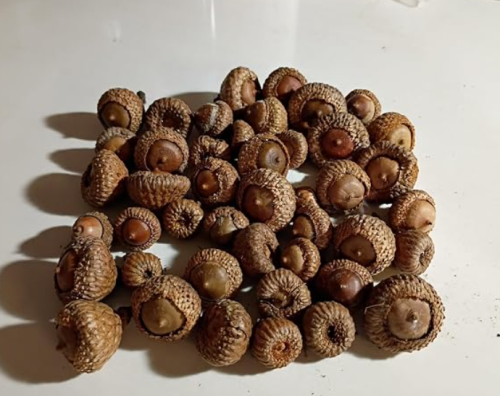 Burr Oak Acorns | Quercus macrocarpa | Floated‑Tested Acorn Seeds, Hardy Large‑Fruited Oak Tree