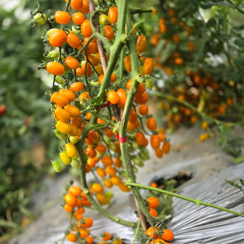 942 San Marzano Aisha Tomato Seeds | Solanum lycopersicum | Indeterminate Orange Grape Cherry Tomato, 0.35-0.7 oz