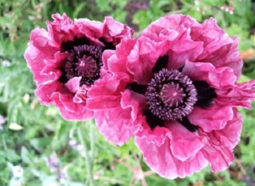 Plum Pudding Oriental Poppy Seeds | Deep Plum‑Magenta Ruffled Blooms, Dark Contrasting Center