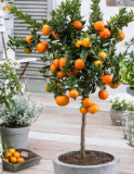Calamansi Lime Seeds, Dwarf Citrus × microcarpa, High‑Yield Potted Philippine Lime