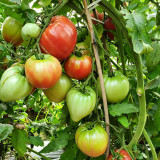 893 Red Wolf Tomato Seeds | Solanum lycopersicum | Mid-Season Indeterminate Deep Pink Heart Tomato, 2.1-7.1 oz