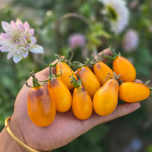 916 Blue Star Tears Tomato Seeds | Solanum lycopersicum | Orange Anthocyanin Pear Cherry Tomato, 0.5-0.9 oz