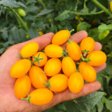 999 Eden Micro 6 Tomato Seeds | Solanum lycopersicum | Dwarf Balcony Sweet Drop Tomato, 0.4-0.7 oz