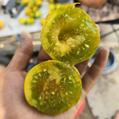 905 Dinosaur Egg Green Tomato Seeds | Solanum lycopersicum | Green-Yellow Striped Egg-Shaped Tomato, 1.1-2.8 oz